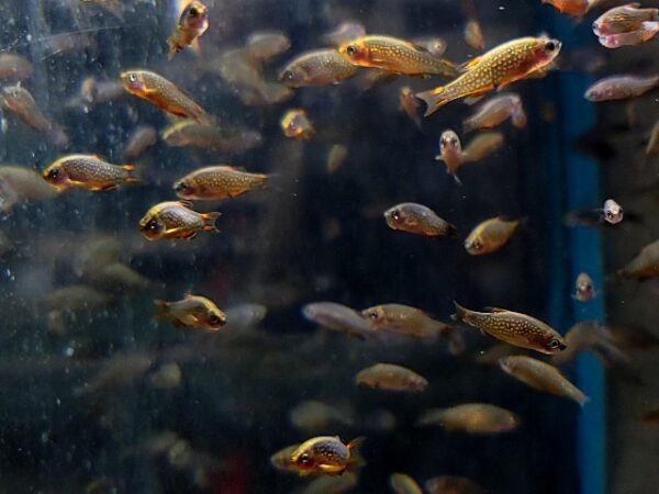 A group of fish swimming in an aquarium.