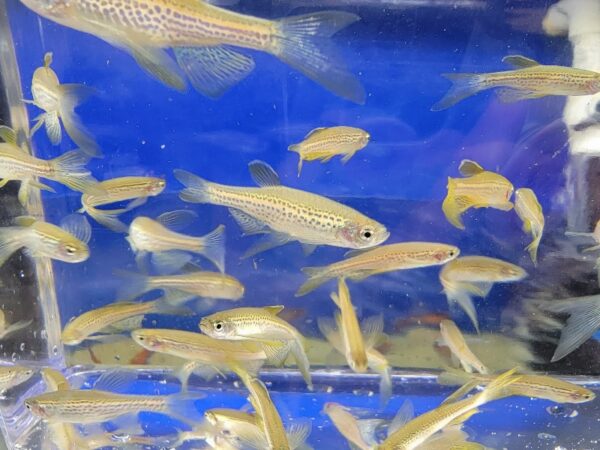 A group of fish swimming in an aquarium.