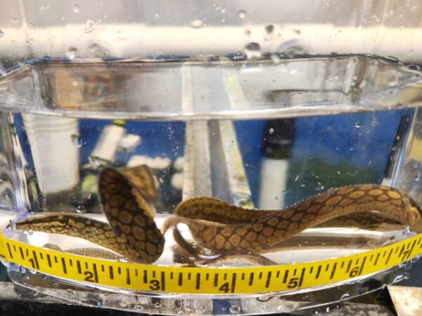 A snake is in the water with a tape measure around it.