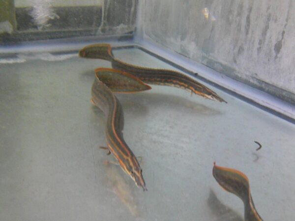 A group of snakes in an aquarium with water.