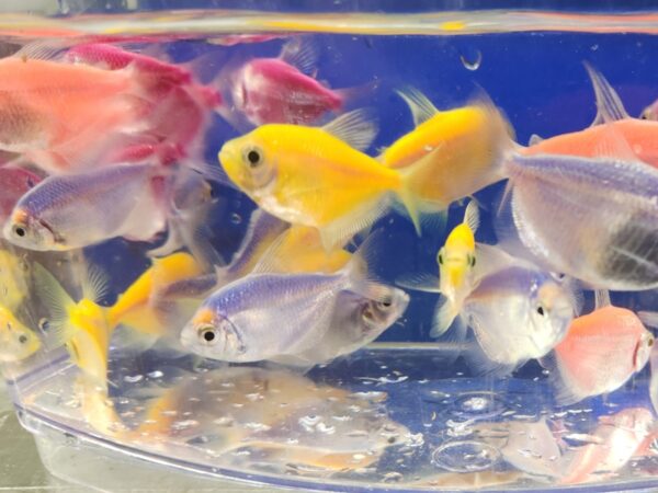 A group of fish in an aquarium with water.