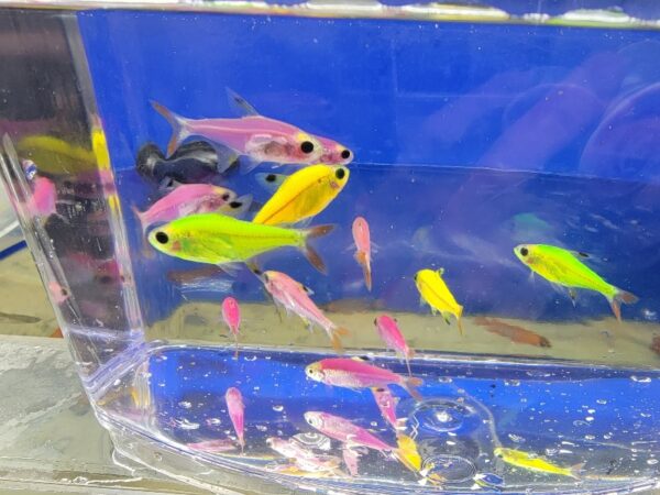 A group of fish in an aquarium with blue water.