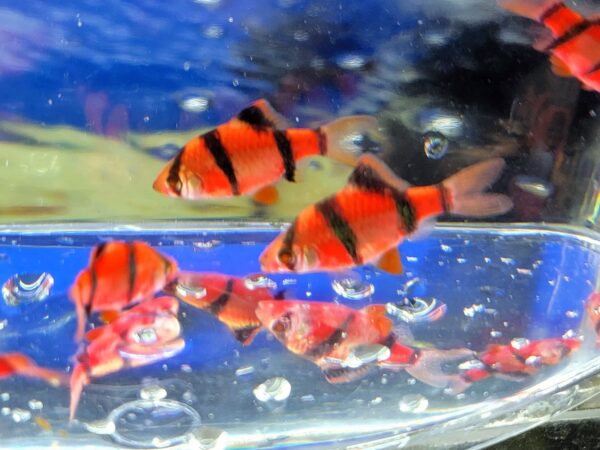 A group of fish swimming in an aquarium.