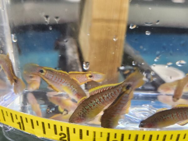 A group of fish in a bowl with a measuring tape around it.