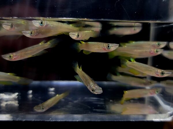 A group of fish in an aquarium with one fish jumping up.