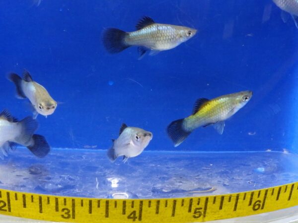 Blue Wag / Rainbow Wag Platy Med