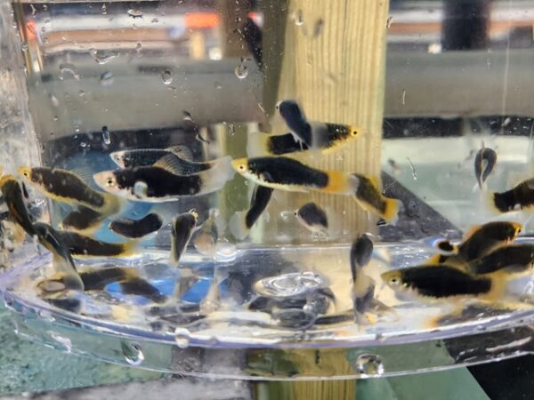 A group of fish swimming in a bowl.