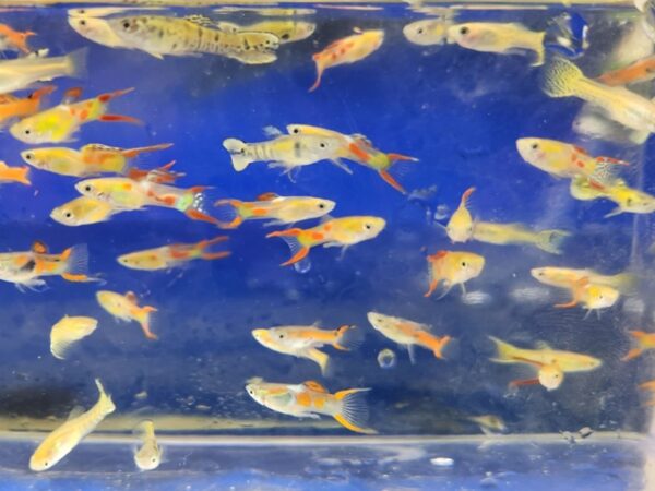 A group of fish swimming in an aquarium.