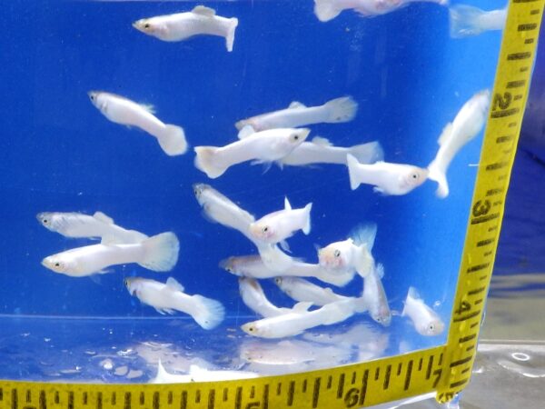 A group of fish swimming in an aquarium.