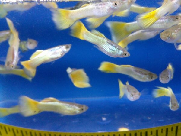 A group of fish swimming in an aquarium.