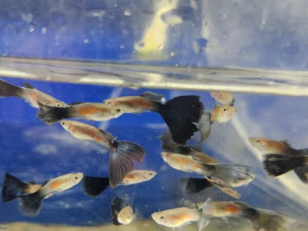 A group of fish swimming in an aquarium.