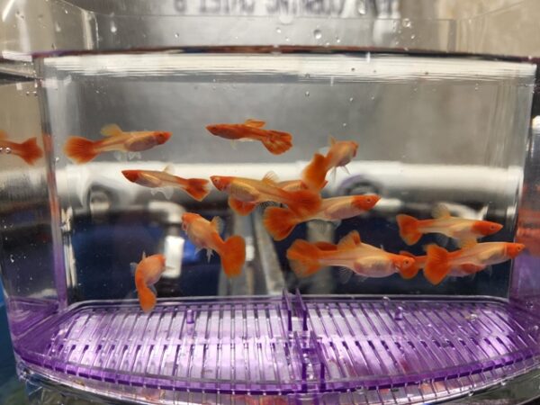 A group of fish in an aquarium with purple water.