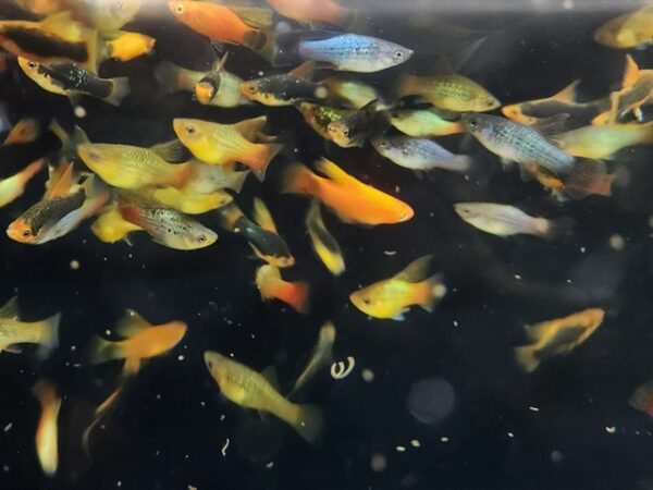 A group of fish swimming in the water.