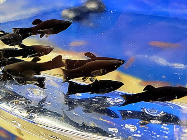 A group of fish swimming in the water.