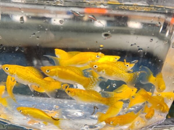 A group of fish in a bowl with water.