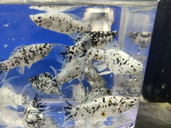 A group of fish in an aquarium with blue water.