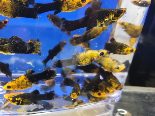 A group of fish swimming in an aquarium.