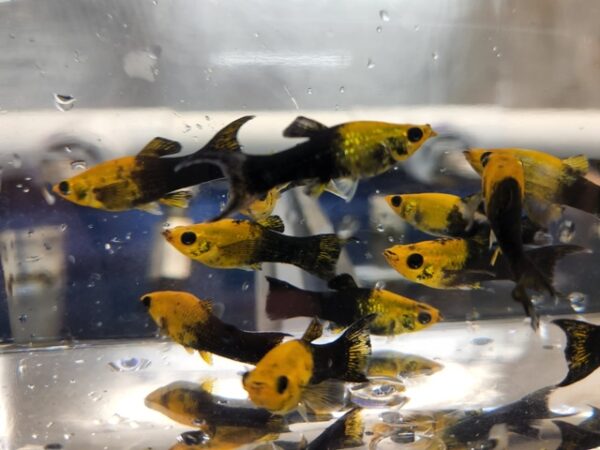 A group of fish in water next to each other.