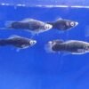 Black Swordtail Reg