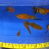 Berlin Swordtail Reg