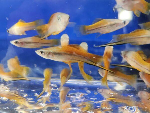 A group of fish swimming in the water.