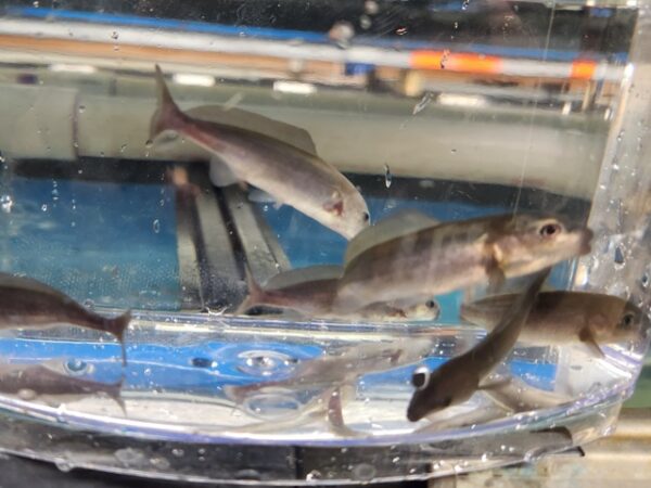 A group of fish in an aquarium with blue water.