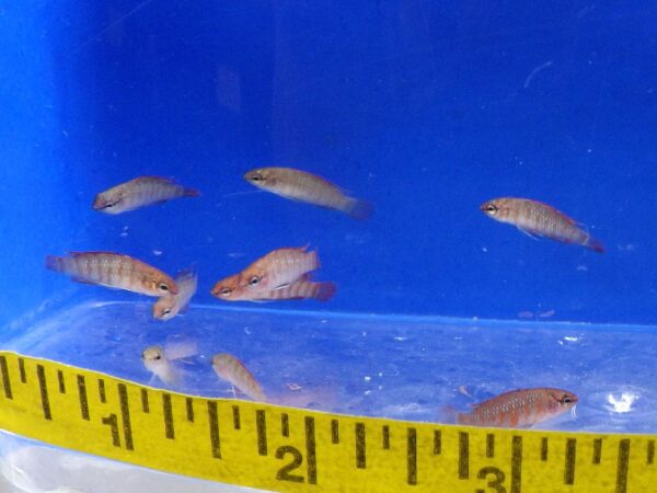 Scarlet Badis Reg