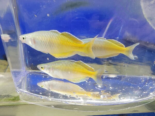 A couple of yellow fish in a bowl.