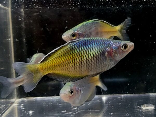 A group of fish in an aquarium with water.