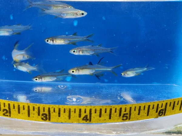 A group of fish swimming in an aquarium.