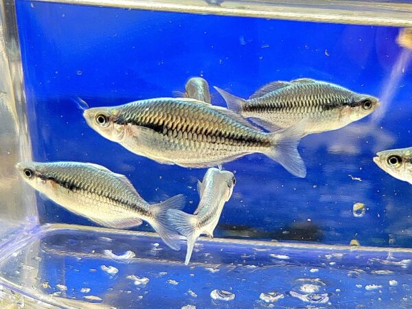 A group of fish swimming in an aquarium.