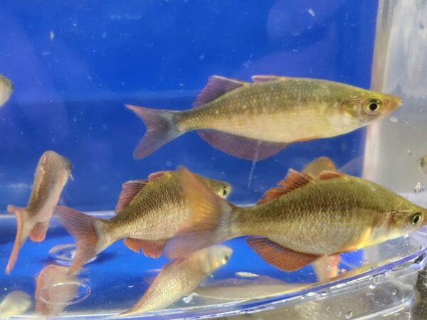 A group of fish in an aquarium with blue background.