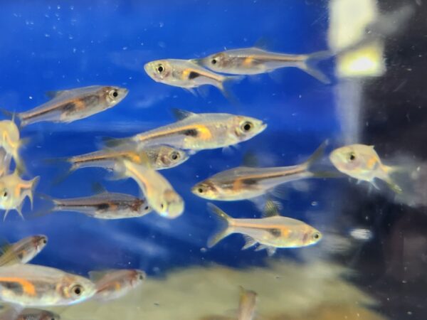 A group of fish swimming in an aquarium.