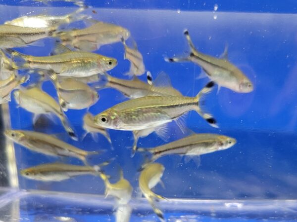 A group of fish swimming in an aquarium.