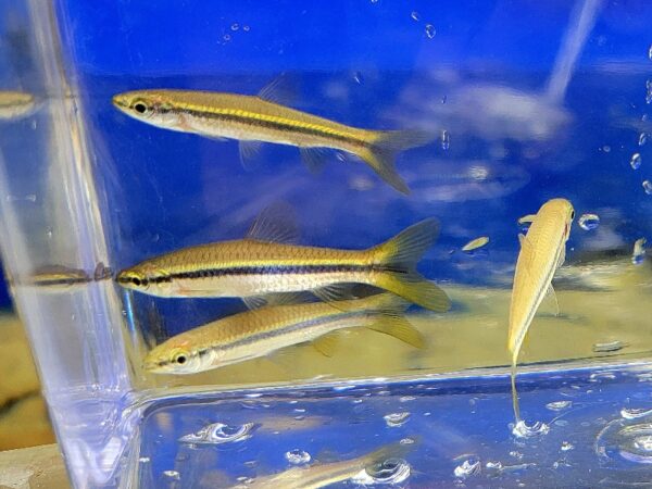 A group of fish in an aquarium with blue water.