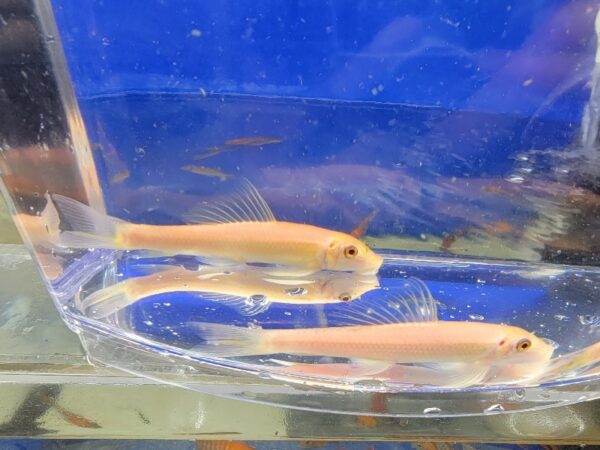 Two fish in a tank with blue background