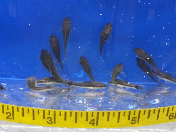 A group of fish in water next to a measuring tape.