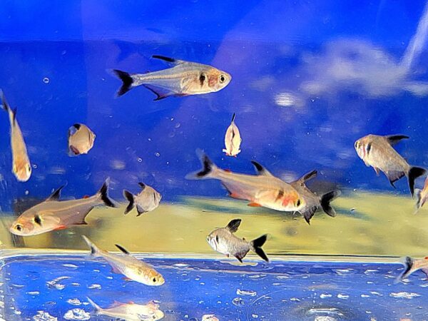 A group of fish swimming in an aquarium.