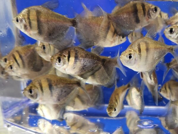 A group of fish in an aquarium with blue background.