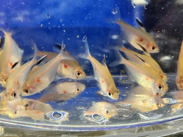 A group of fish in an aquarium with water.