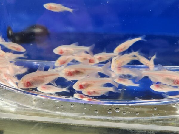 A group of fish swimming in an aquarium.