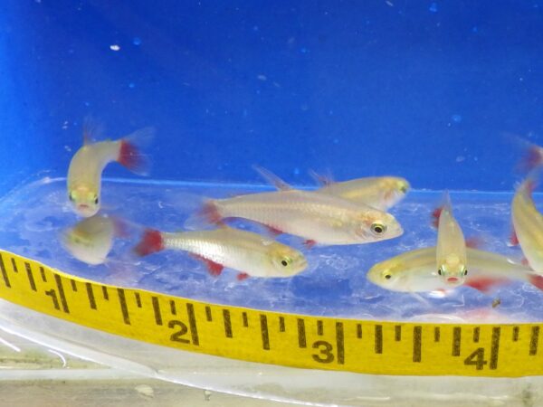 Bloodfin Tetra Reg