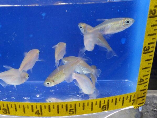 A group of fish in a blue container with a measuring tape.