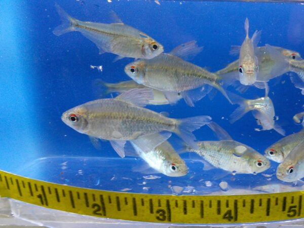 A group of fish in an aquarium with a measuring tape.