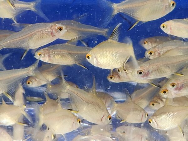 A group of fish swimming in the water.