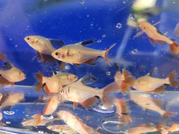 A group of fish swimming in an aquarium.