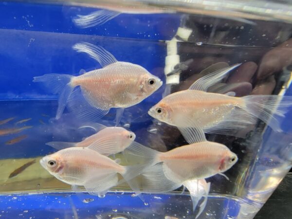 A group of fish in an aquarium with blue background.