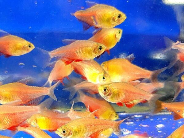 A group of fish swimming in an aquarium.