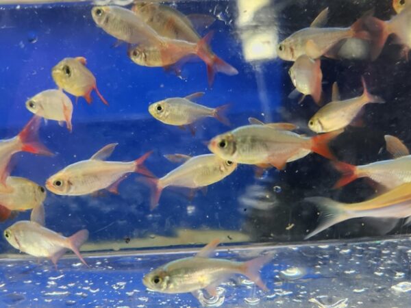 A group of fish swimming in an aquarium.