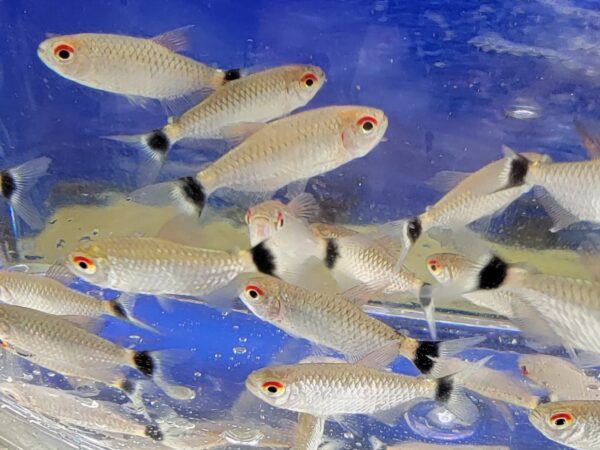 A group of fish swimming in the water.